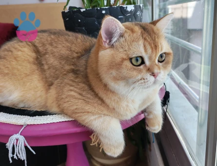 British Shorthair Erkek Kedim Eş Arıyor - Görsel 3