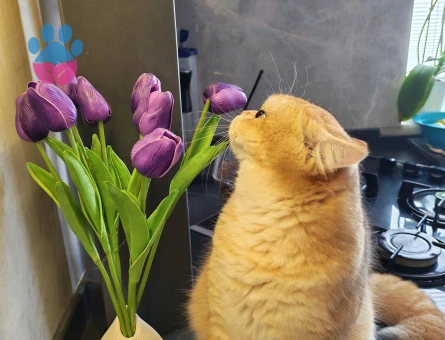 British Shorthair Erkek Kedim Eş Arıyor - Görsel 4
