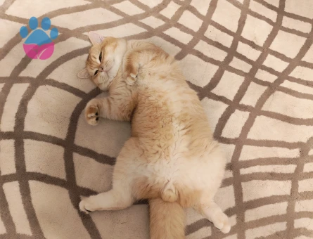 British Shorthair Erkek Kedim Eş Arıyor - Görsel 5