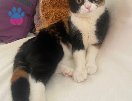 Scottish Fold Porsuk için damat beyi arıyoruz