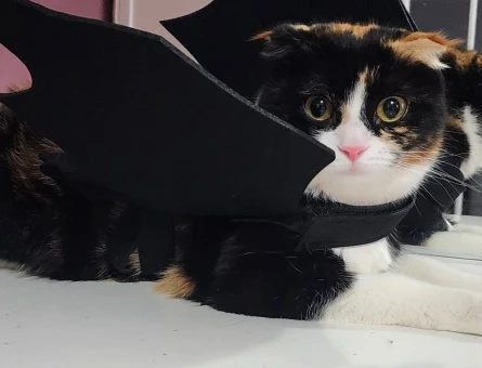 Scottish Fold Porsuk için damat beyi arıyoruz - 118972308