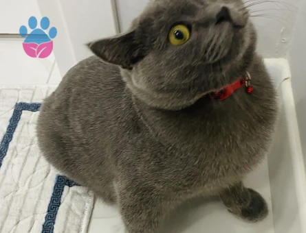 8 aylık oğluşum Duman’a eş arıyorum