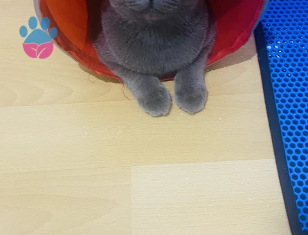 8 aylık oğluşum Duman’a eş arıyorum