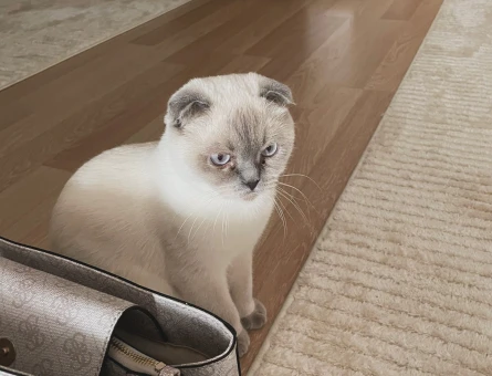 Scottish Fold Dİşi Kedim Eş Arıyor - 118972318