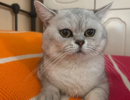 British Shorthair - 118972321