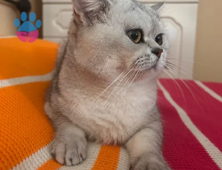 British Shorthair