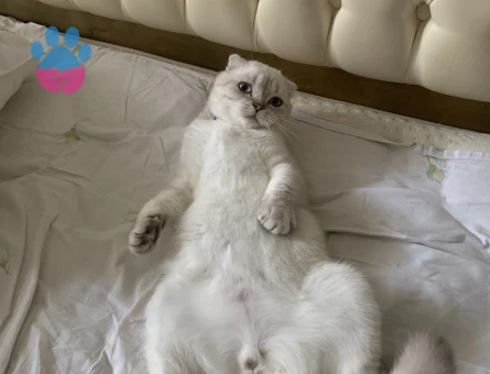 Yakışıklı oğlumuz casper için gelin arıyoruz