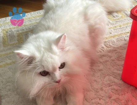 Snow eş arıyor❤️