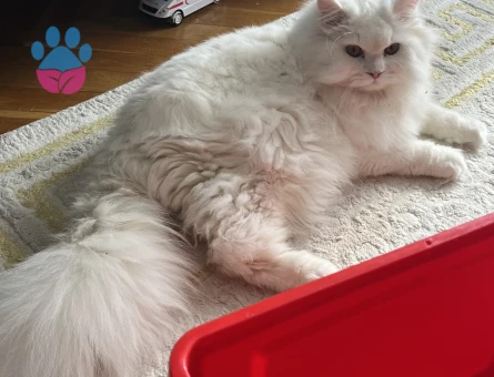 Snow eş arıyor❤️