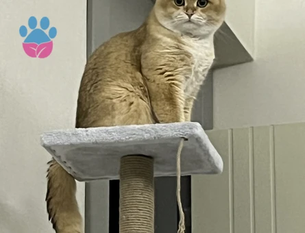 Scottish Straight Golden NY12 Oğlumuza Gelin Adayı