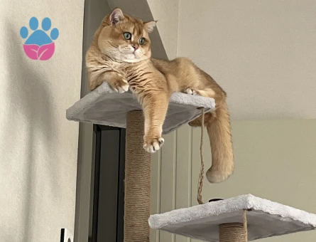 Scottish Straight Golden NY12 Oğlumuza Gelin Adayı