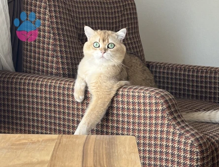 Scottish Straight Golden NY12 Oğlumuza Gelin Adayı