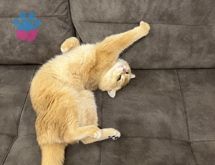 Scottish Straight Golden NY12 Oğlumuza Gelin Adayı