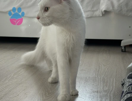 Maine coone es arıyorum