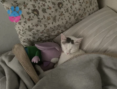 Minnoşumuza eş arıyoruz