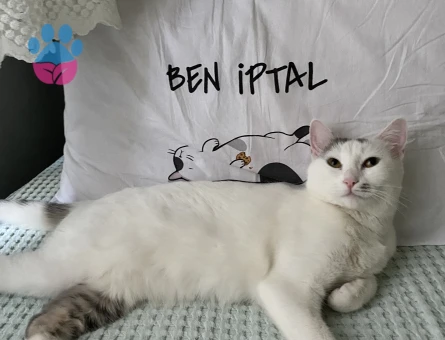 Minnoşumuza eş arıyoruz