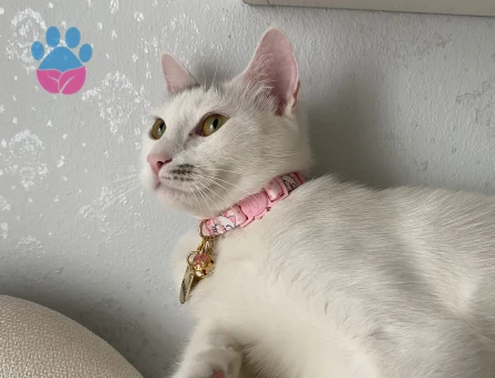 Minnoşumuza eş arıyoruz