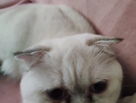 Scottish fold - 118980294