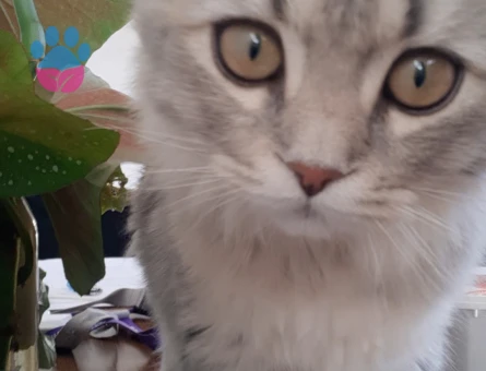 Hera'ya Yakışıklı Arıyorum