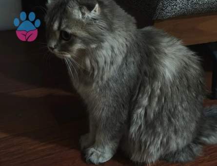 Hera'ya Yakışıklı Arıyorum