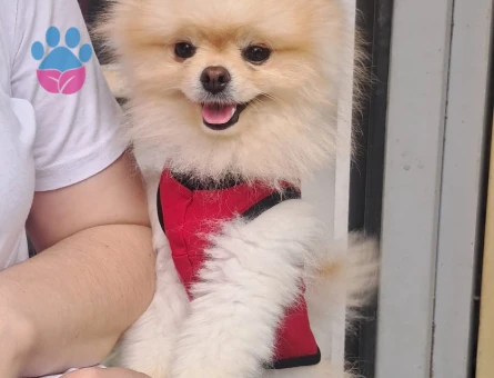 Pomeranian Boo Köpeğime Dişi arıyoruz