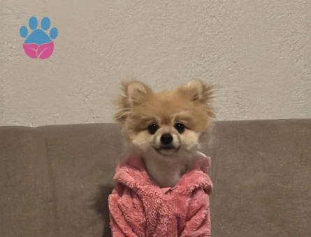 Pomeranian Boo Köpeğime Dişi arıyoruz