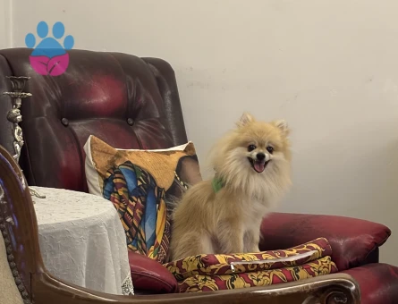 Pomeranian Boo Köpeğime Dişi arıyoruz