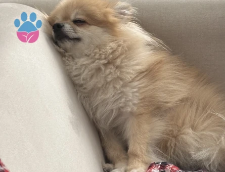 Pomeranian Boo Köpeğime Dişi arıyoruz