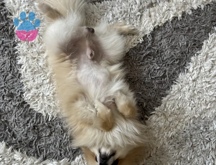 Pomeranian Boo Köpeğime Dişi arıyoruz