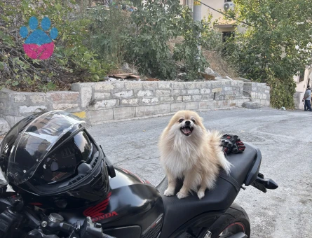 Pomeranian Boo Köpeğime Dişi arıyoruz