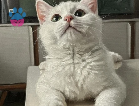 Prens Bey’e Hanım arıyoruz