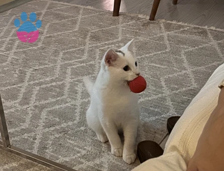 Prens Bey’e Hanım arıyoruz