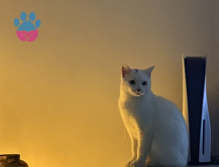 Prens Bey’e Hanım arıyoruz