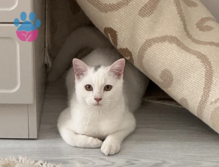 Prens Bey’e Hanım arıyoruz