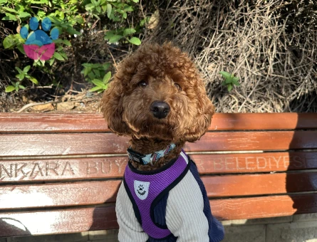 Toy poodle 1 Yaşında Köpeğime Eş Arıyorum
