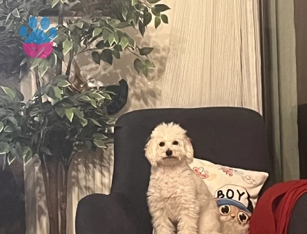 Toy poodle kizima eş ariyorum !