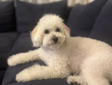 Toy poodle kizima eş ariyorum ! - 118972778