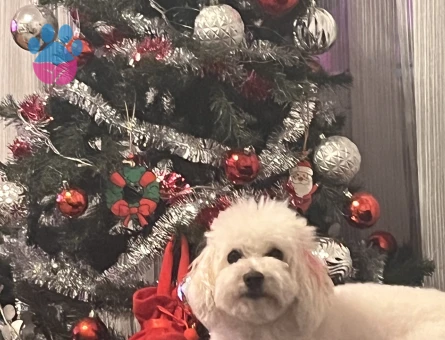 Toy poodle kizima eş ariyorum !