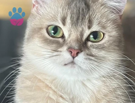 Şecereli british short hair kızımıza damat bakıyoruz.