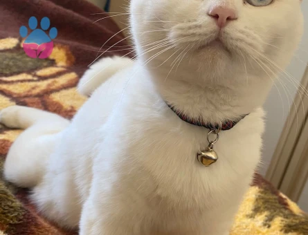 British Shorthair Dişi