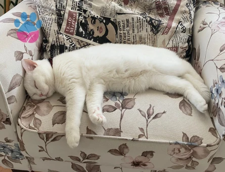 British Shorthair Dişi