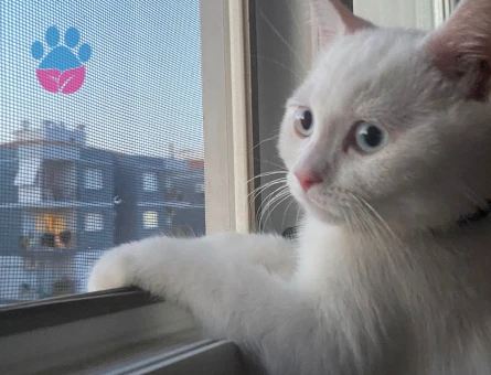 British Shorthair Dişi