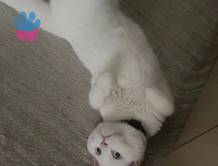 British Shorthair Dişi