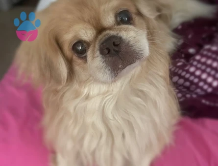 Pekinez Oğluma gelin ariyorum