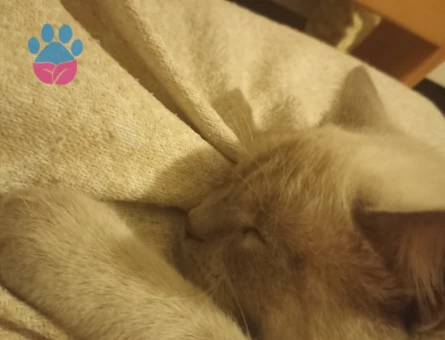 British shorthair erkek kedi