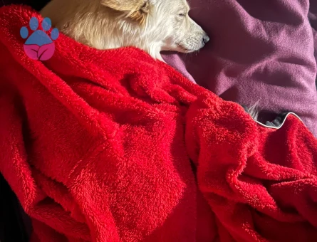 Rus finosu poomerian oğluma dişi ariyorum