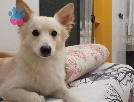 Rus finosu poomerian oğluma dişi ariyorum