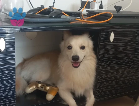 Rus finosu poomerian oğluma dişi ariyorum