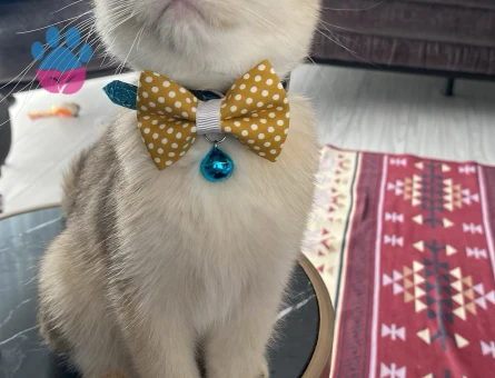 Oğluşum balıma  kız arıyoruz