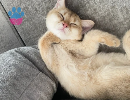 Oğluşum balıma  kız arıyoruz